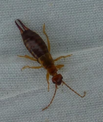 Forficula sp.